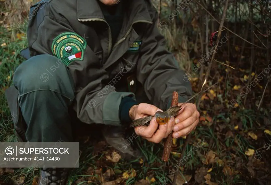 robin being released from trap by employee of world wildlife fund, in anti-poaching operation lombardy, italy