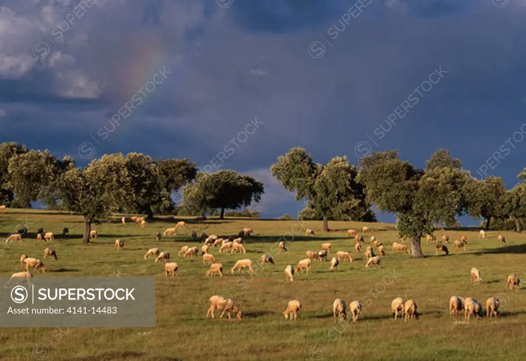 sheep flock grazing among evergreen oaks quercus rotundifolia in dehesa monfrague natl pk, extremadura, spain