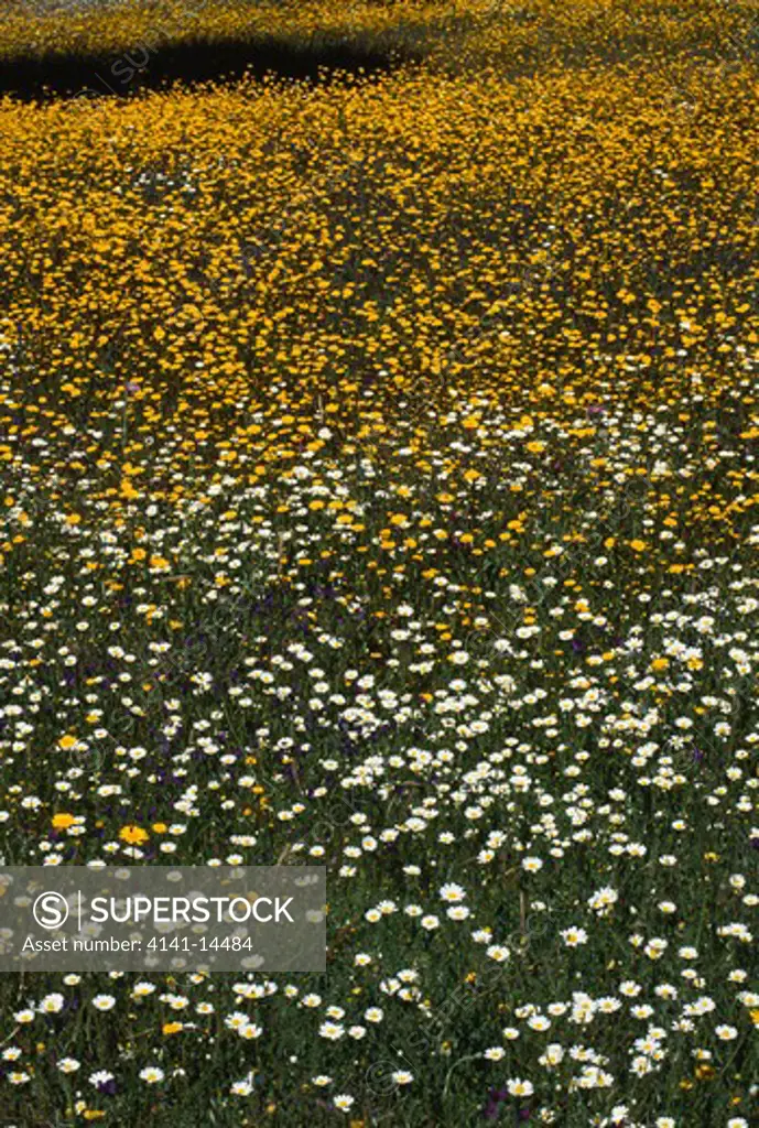 flower meadow in dehesa chrysanthemum sp. & anthemis sp. monfrague natl pk, extremadura, spain