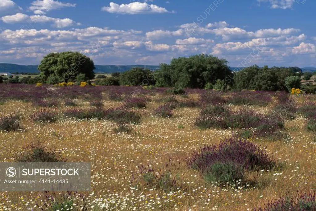 monfrague national park with oaks, quercus rotundifolia, lavender, lavandula stoechas, genista hirsuta & anthemis sp. extremadura, spain.