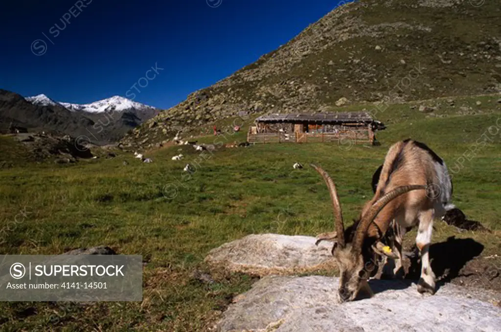 stelvio national park ultimo valley with grazing goats near the fontana bianca shepherds' hut alto adige, italy. mt fletschberg behind 
