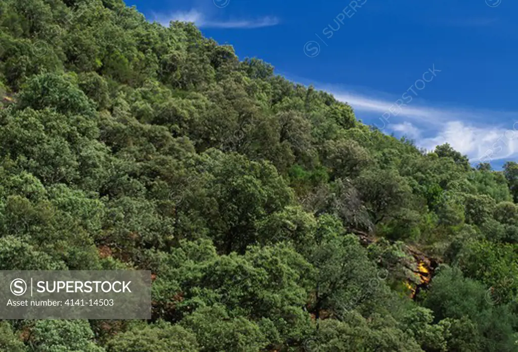 mediterranean forest holm, cork & kermes oaks quercus ilex, q. suber & q. coccifera monfrague natl pk, extremadura, spain