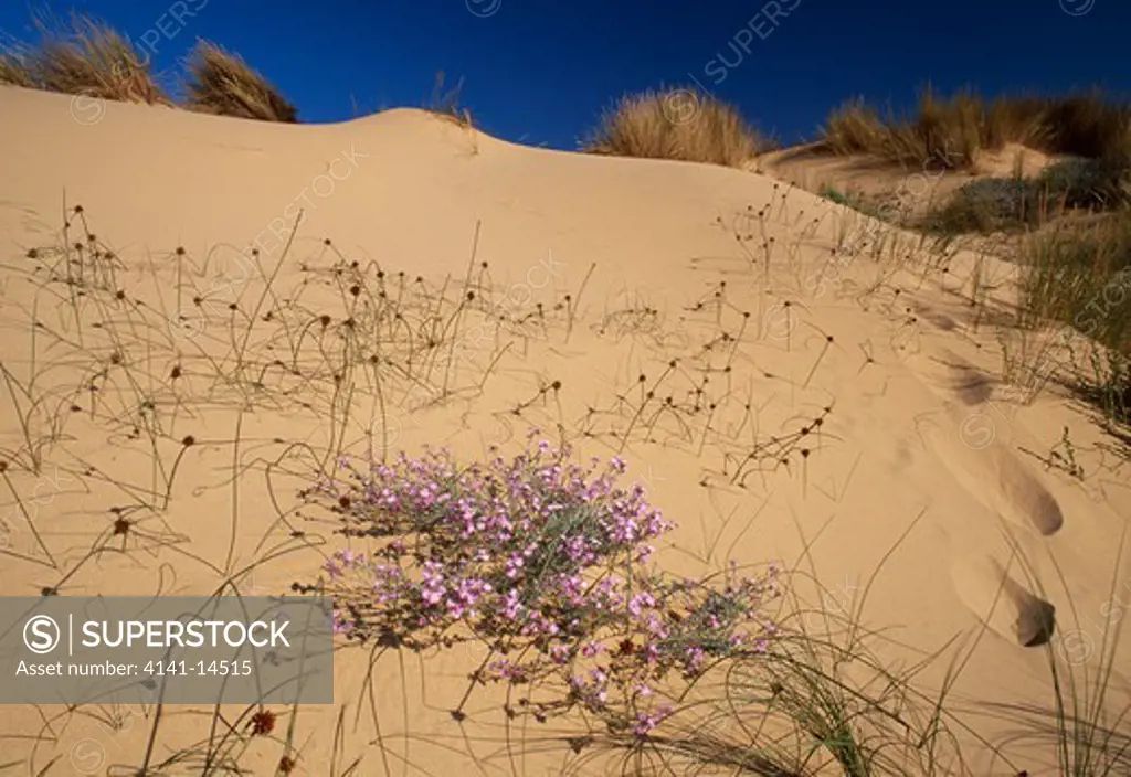 sand dunes with malcolmia, marram grass & sedges, malcolmia littorea, ammophila arenaria & cyperus sp. parque natural du sudoeste >>
