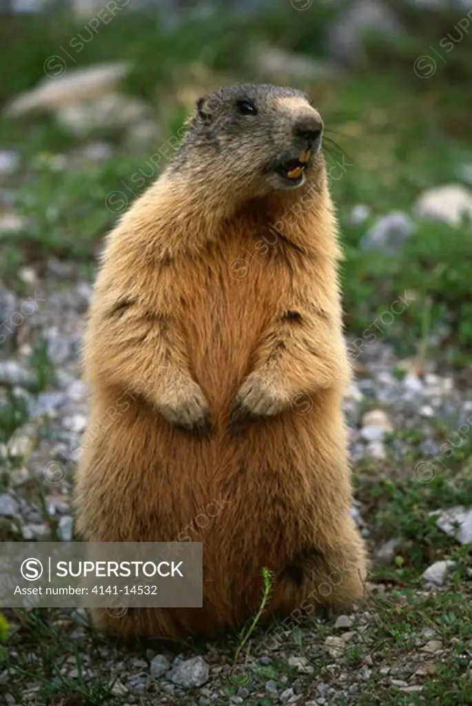 marmot marmota marmota engadine valley (swiss national park), graubunden, switzerland.