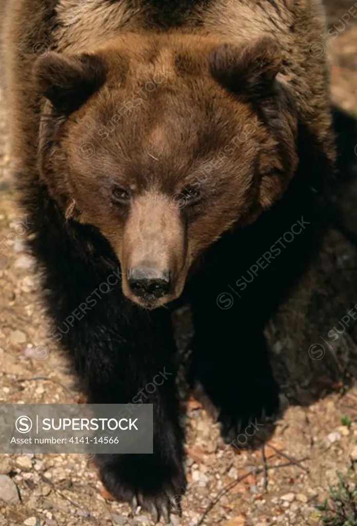 european brown bear ursus arctos brenta dolomites regional park, trentino, italy.