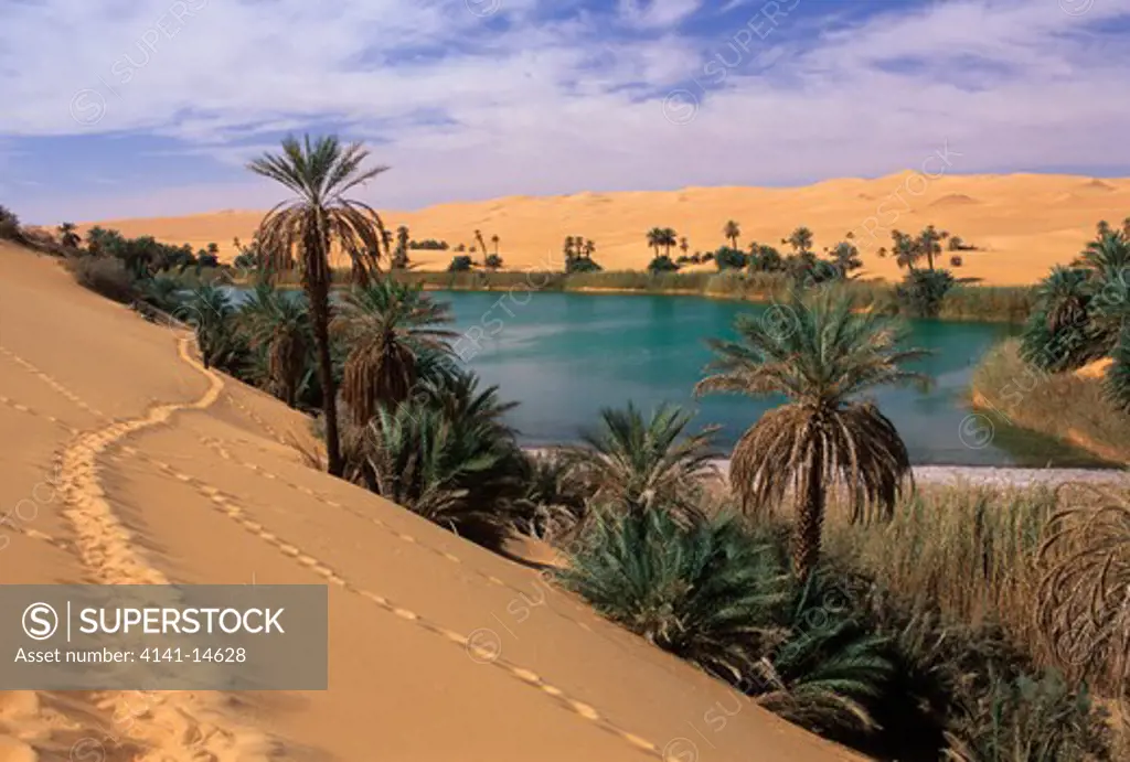 umm el maa lake surrounded by reeds and date palms erg of ramlat ad-duwadah, sahara desert, libya. 