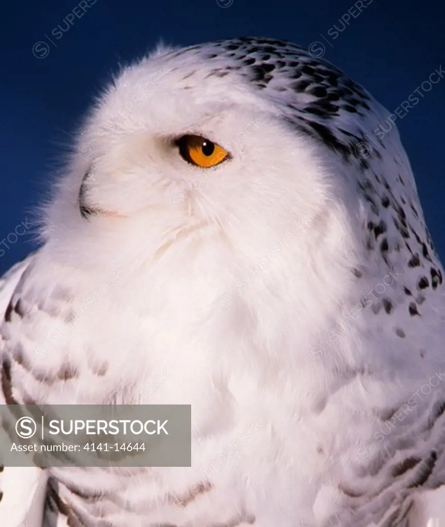 snowy owl nyctea scandiaca lapland, finland. 