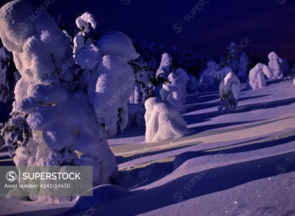 snow-covered taiga forest at moonrise lapland, finland. 