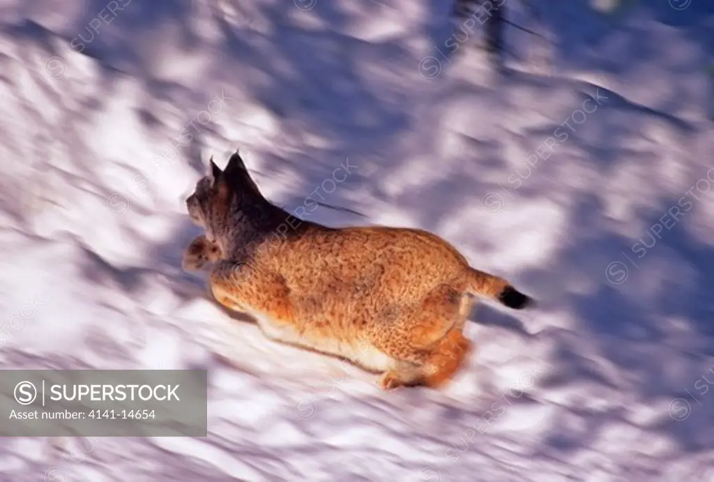 lynx running felis lynx finland. 