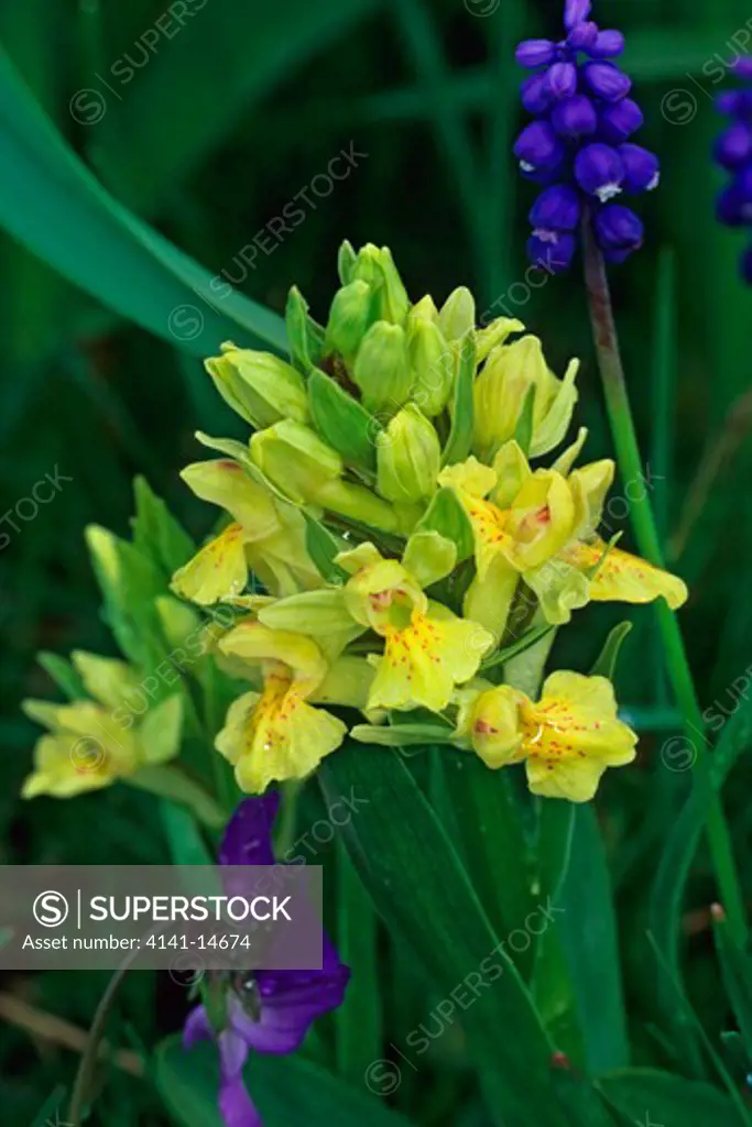 elder flower orchid dactylorhiza sambucinawith violet (viola tricolor) and grape hyacinth (muscari neglectum) pollino national park, italy. 