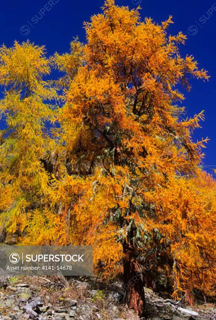 european larches in autumn larix decidua saent valley, stelvio national park, alps, trentino, italy. 