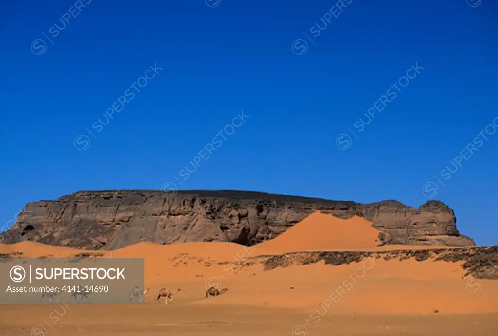 dromedary camels camelus dromedarius wadi teshuinat, akakus desert, sahara, fezzan, libya. 