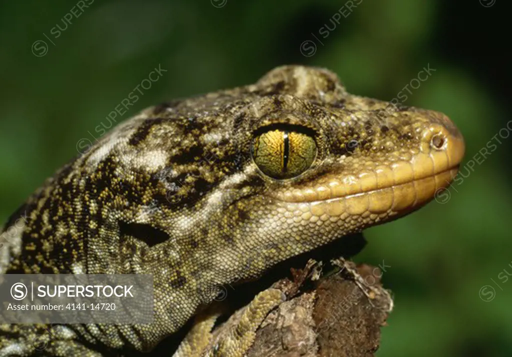duvaucel's gecko (captive) hoplodactylus duvauceli largest nz gecko. found mostly on offshore islands of north island >>