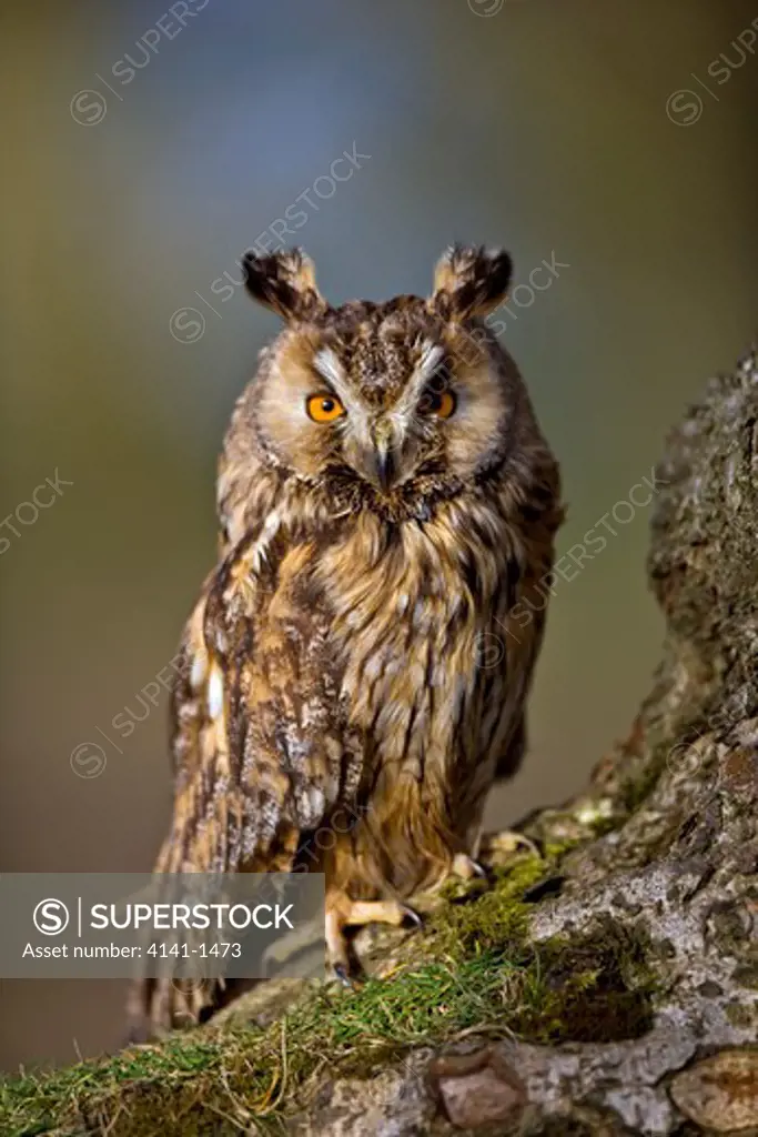 long eared owl (asio flammeus) in forest, uk. captive