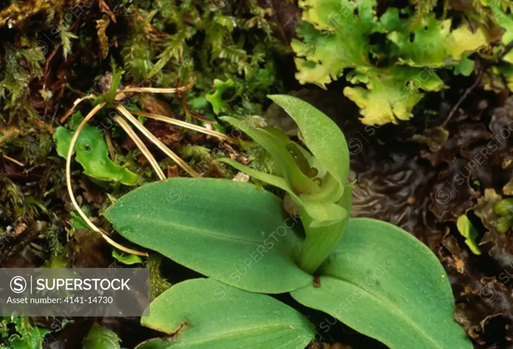 new zealand orchid chilloglottis cornuta growing on rainforest floor egmont national park, north island, nz.