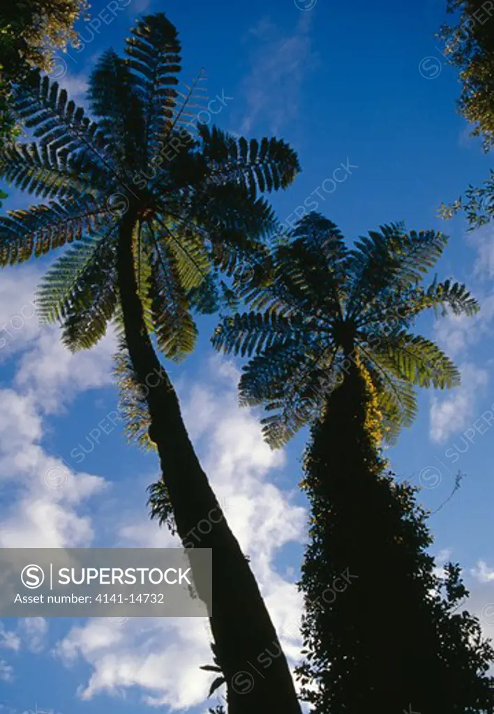 black tree fern or mamaku cyathea medularis with epithytes and orchids lake mangamhoe, north island, nz.