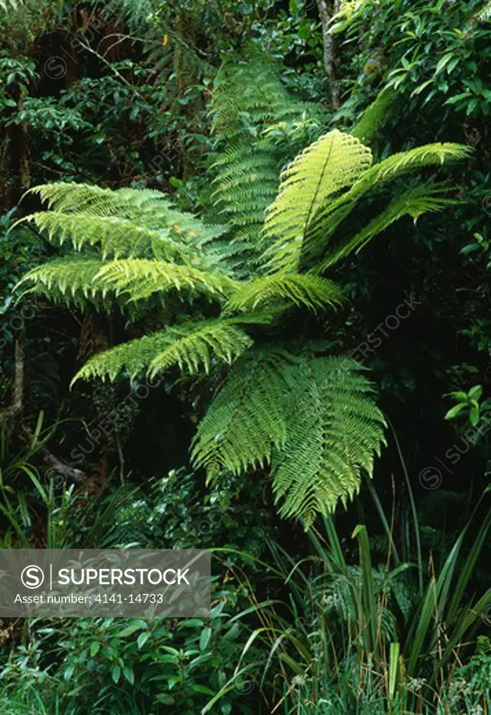 wheki or rough tree fern dicksonia squarrosa in rainforest egmont national park, taranaki, nz.