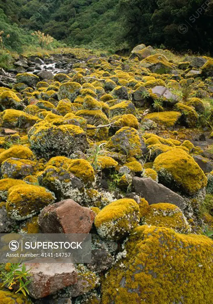 moss encrusted boulders in streambed in rainforest. egmont national park, taranaki, north island, new zealand. 