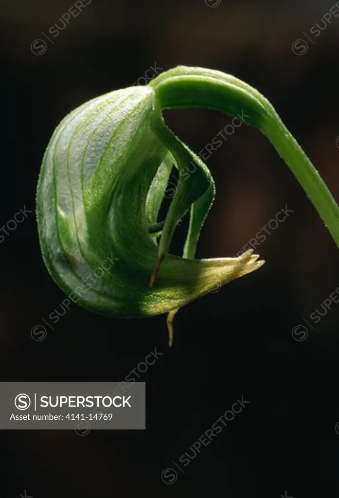 nodding greenhood pterostylis nutans native of australia, known from roughly three sites in nz. it is thought to have 