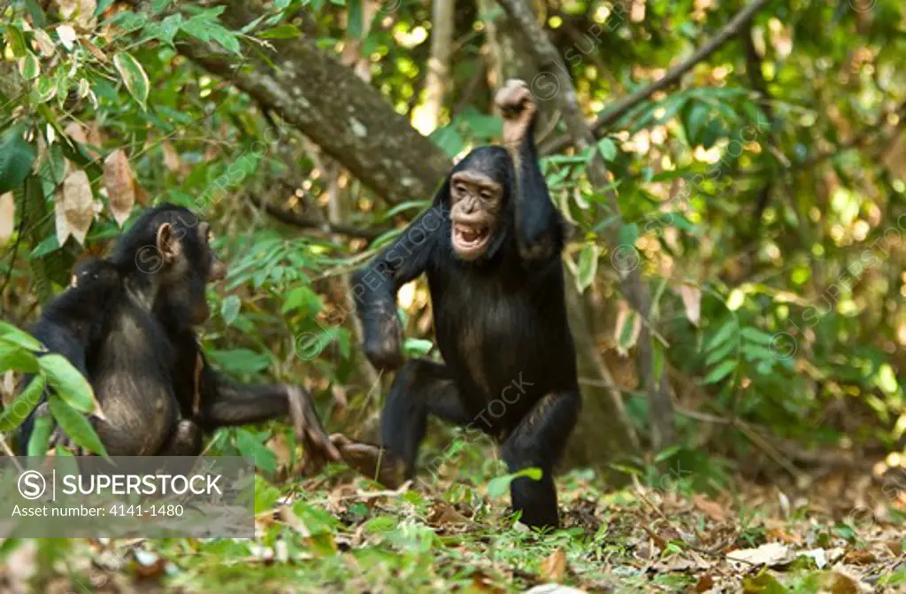 chimpanzee (pan troglodytes) young playing in forest, mahale, tanzania