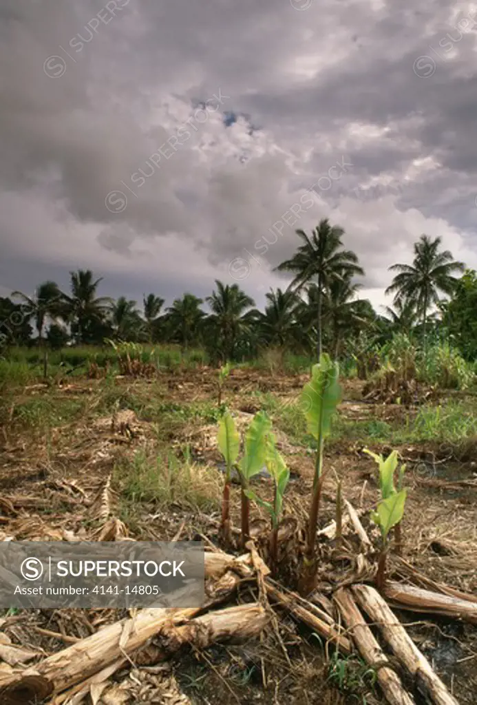banana tree re-sprouting after land burnt off (slash and burn agriculture). tongatapu, tonga.