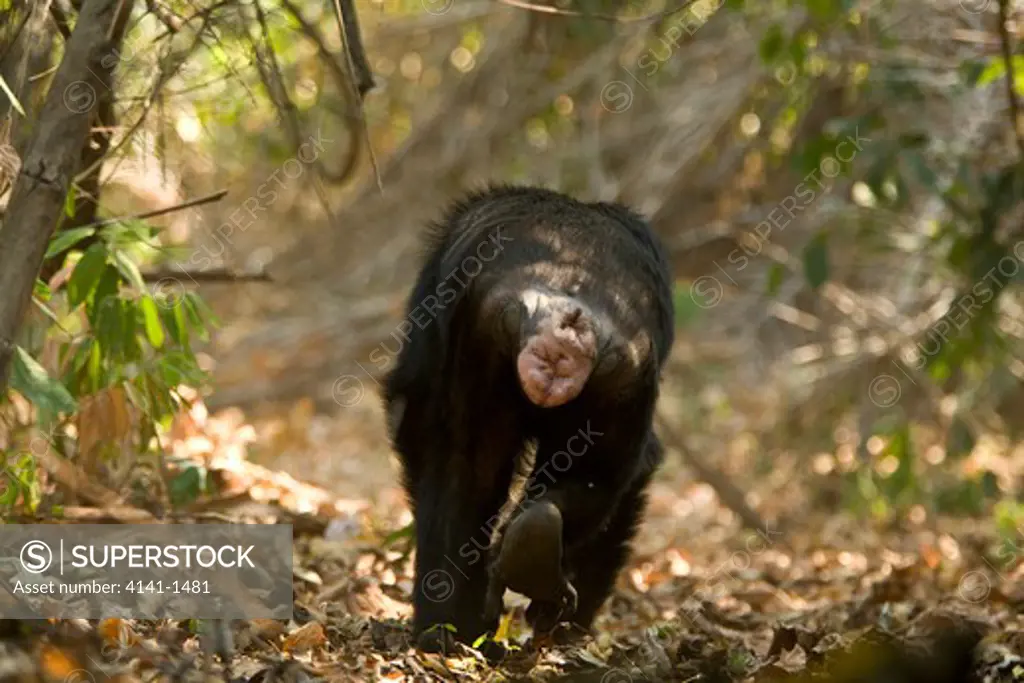 chimpanzee (pan troglodytes) rear view, mahale, tanzania