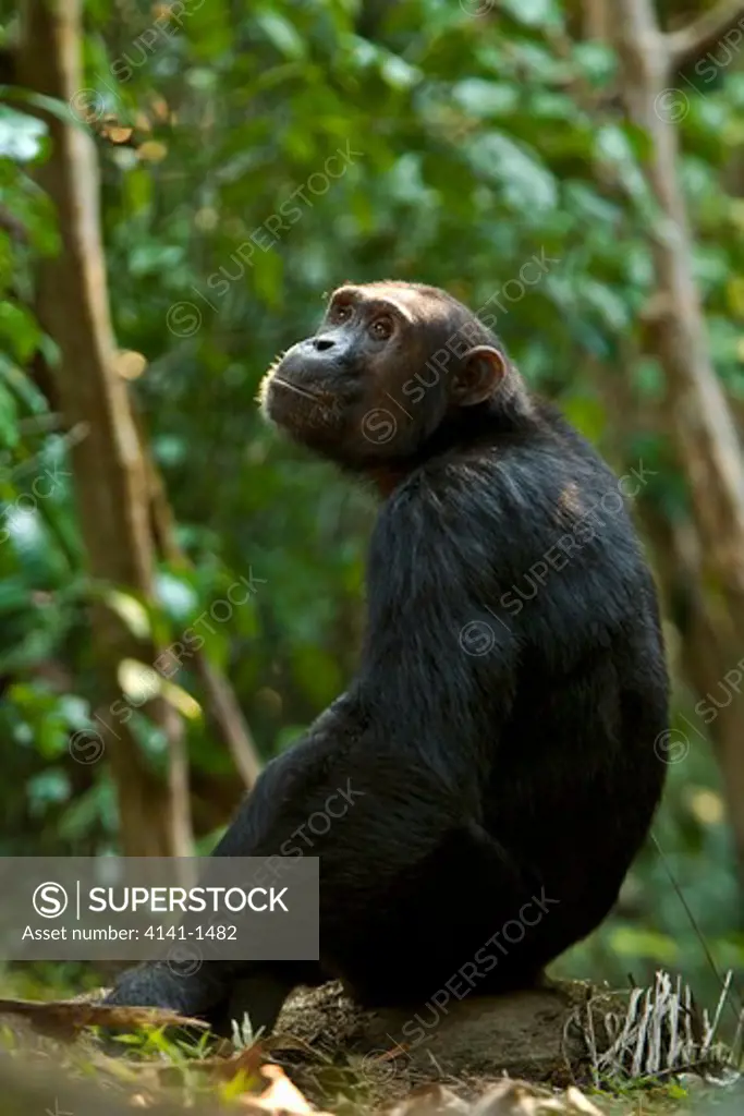 chimpanzee (pan troglodytes) in forest, mahale, tanzania