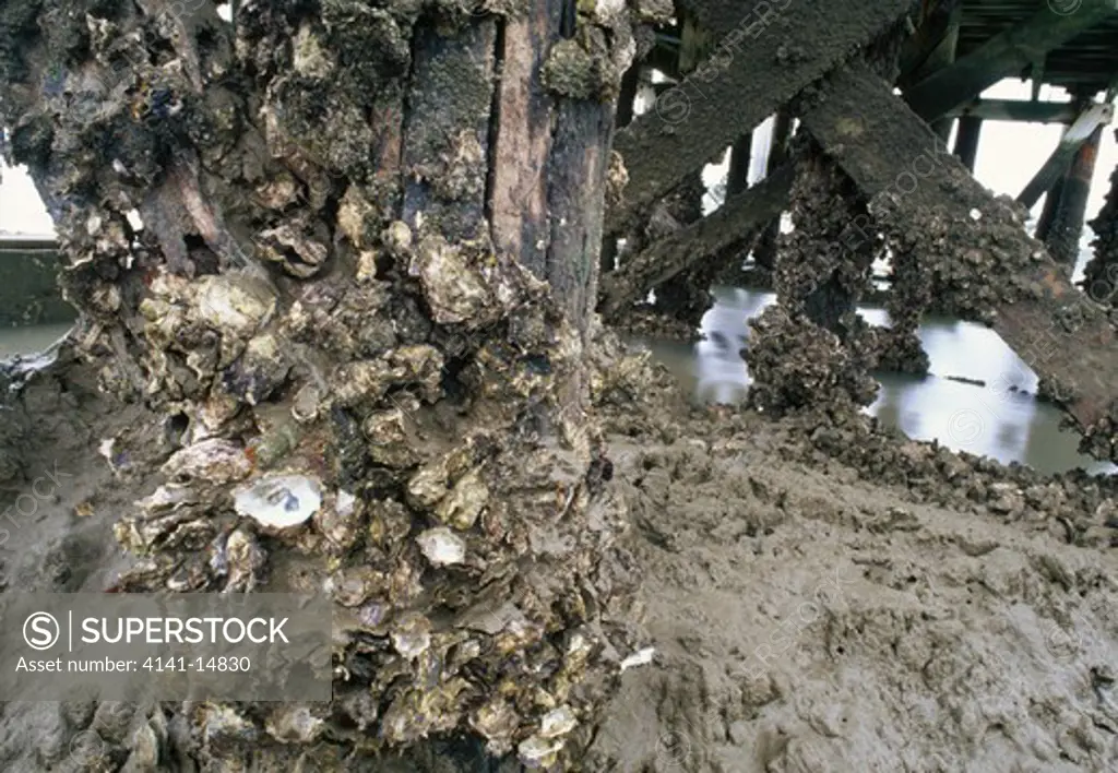 pacific oysters (introduced) crassostrea gigas on wharf piles at low tide. waitemata harbour, auckland, nz.