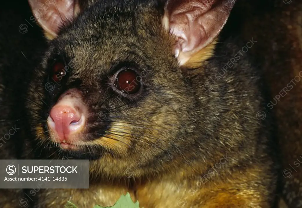 brushtail possum trichosurus vulpecula introduced from australia. now new zealand's worst pest species. >>