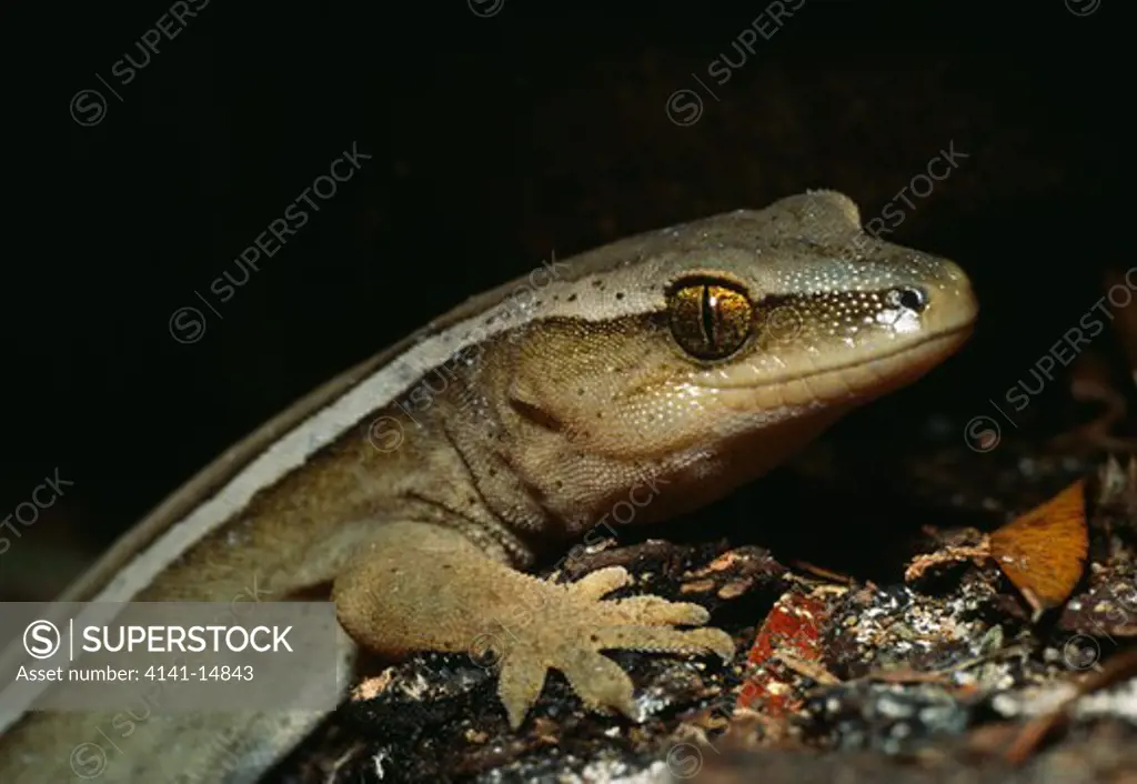 gold-stripe gecko (captive) hoplodactylus chrysosireticus often found in flax (phormium tenax). in localised colonies, uncommon.