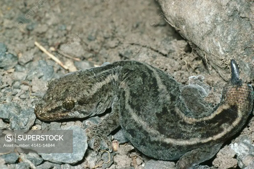 common gecko hoplodactylus maculatus ground dwelling nocturnal species. cape palliser, wairarapa, new zealand.