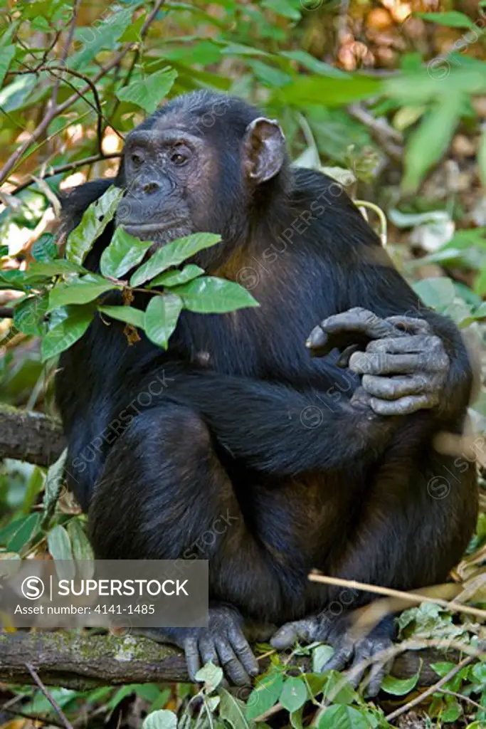 chimpanzee (pan troglodytes) old adult, mahale, tanzania