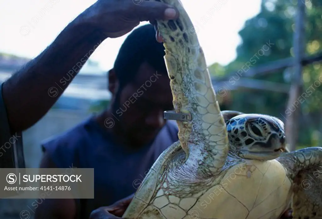 green turtle tagged chelonia mydas nguna/pele marine protection area, nguna island, vanuatu. 