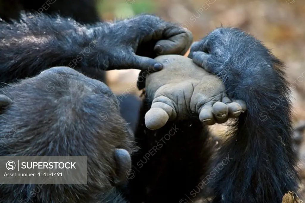 chimpanzee (pan troglodytes) adult scratching foot, mahale, tanzania