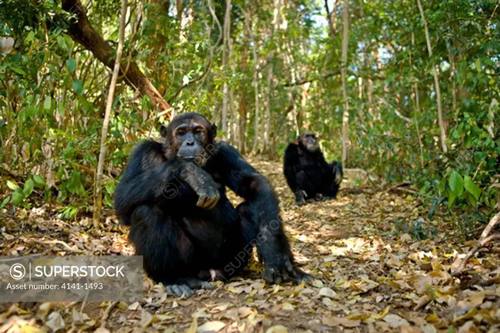 chimpanzee (pan troglodytes) two in forest, mahale, tanzania