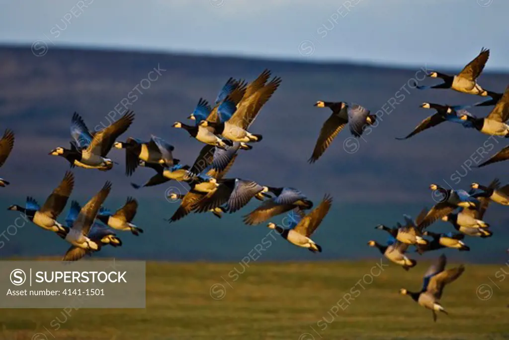 barnacle goose (branta leucopsis) taking off, islay, scotland