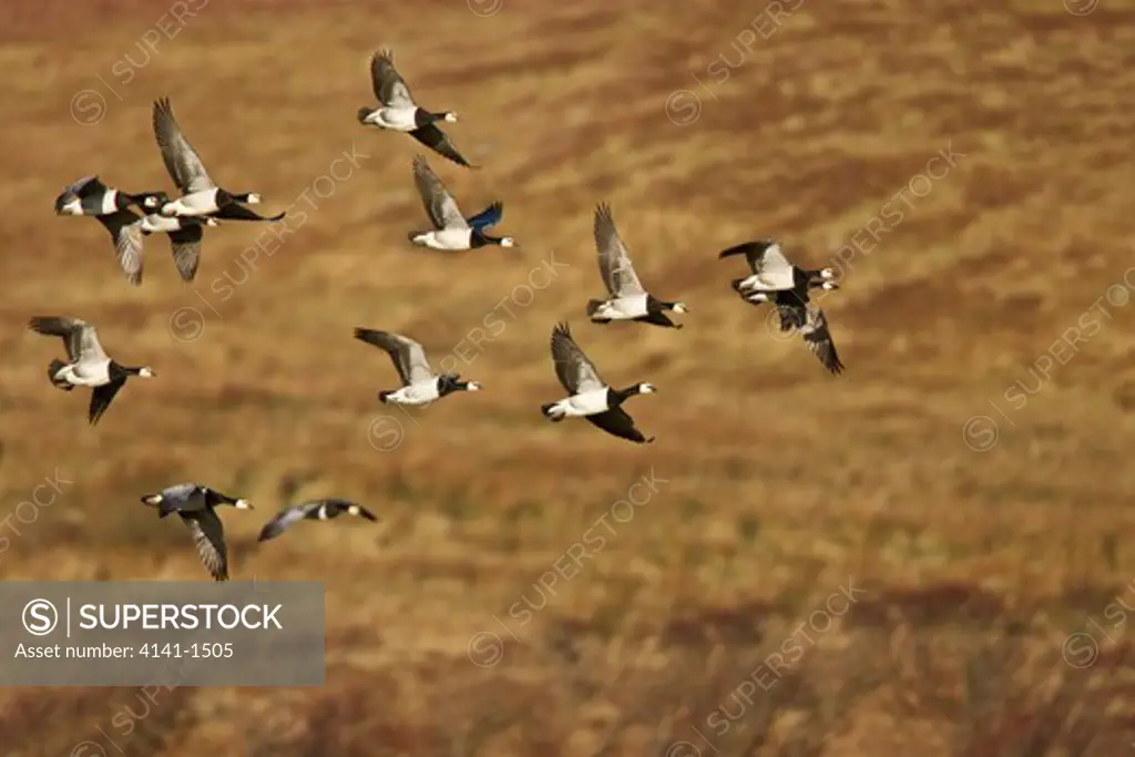 barnacle goose (branta leucopsis) in flight, islay, scotland