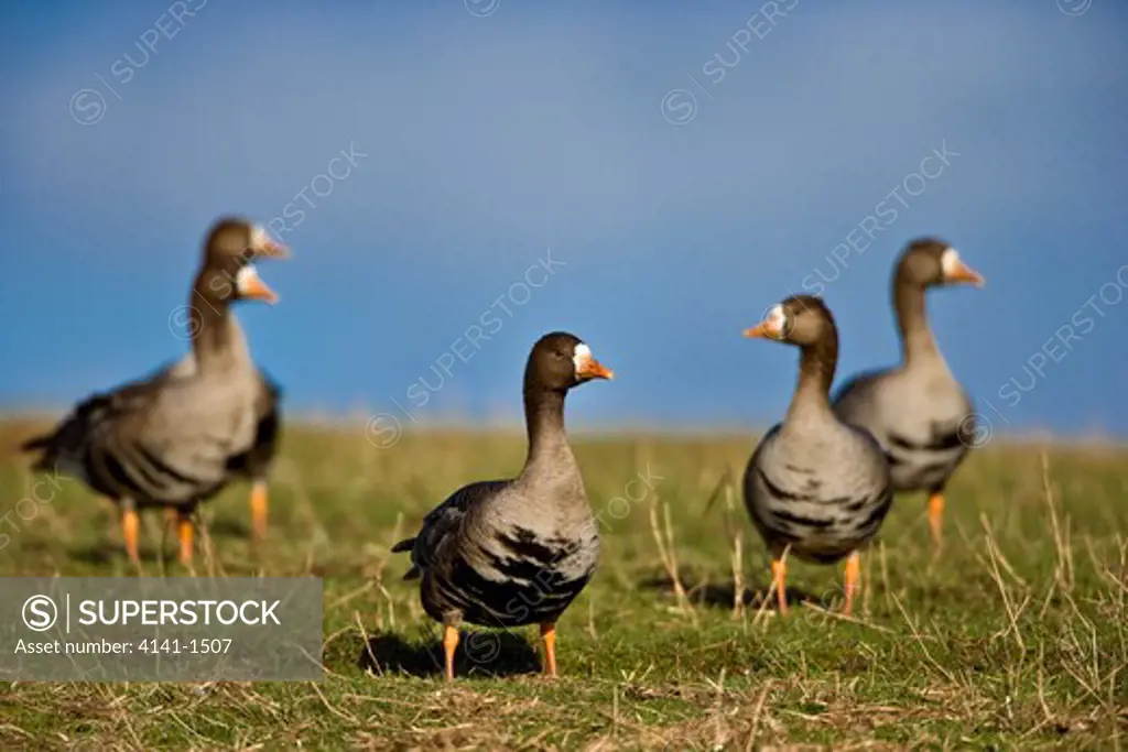 greenland white-fronted geese (anser albifrons) islay, scotland