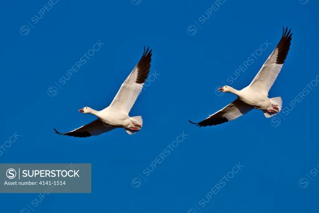 snow geese (anser caerulescens), in flight, bosque del apache, new mexico, usa