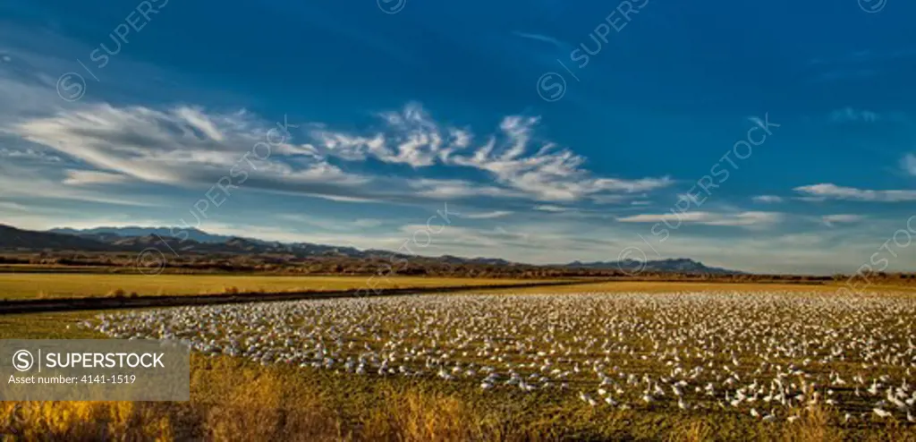 snow geese (anser caerulescens) flock feeding on corn fields, bosque del apache, new mexico, usa