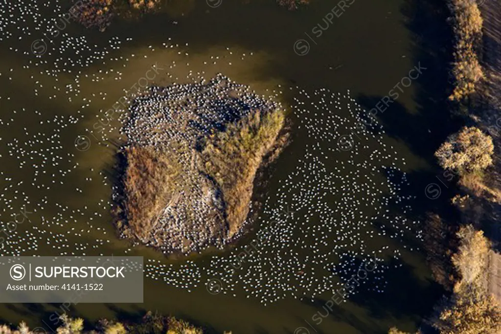 snow geese (anser caerulescens) aerial view on lake, bosque del apache, new mexico, usa