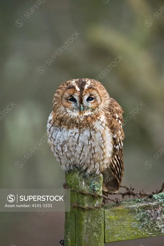 tawny owl (strix aluco) in woodland, uk. captive