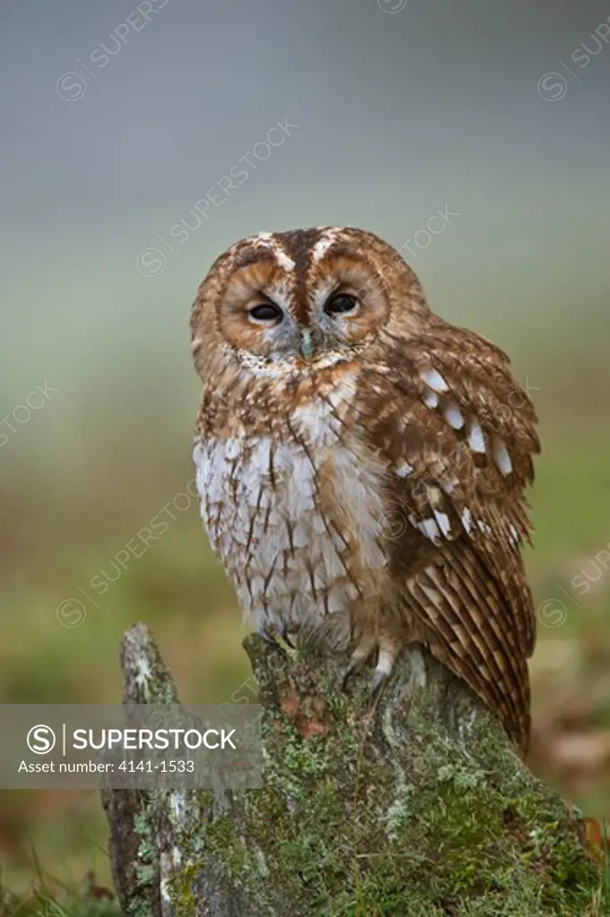 tawny owl (strix aluco) uk. captive