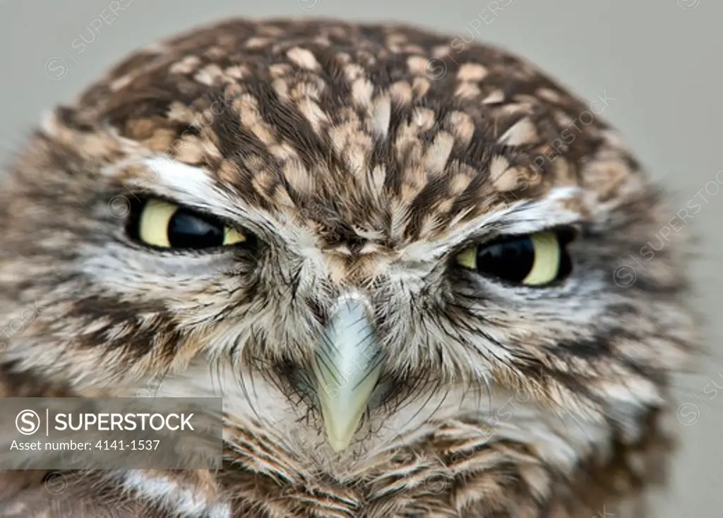 little owl (athena noctua) on post, uk. captive
