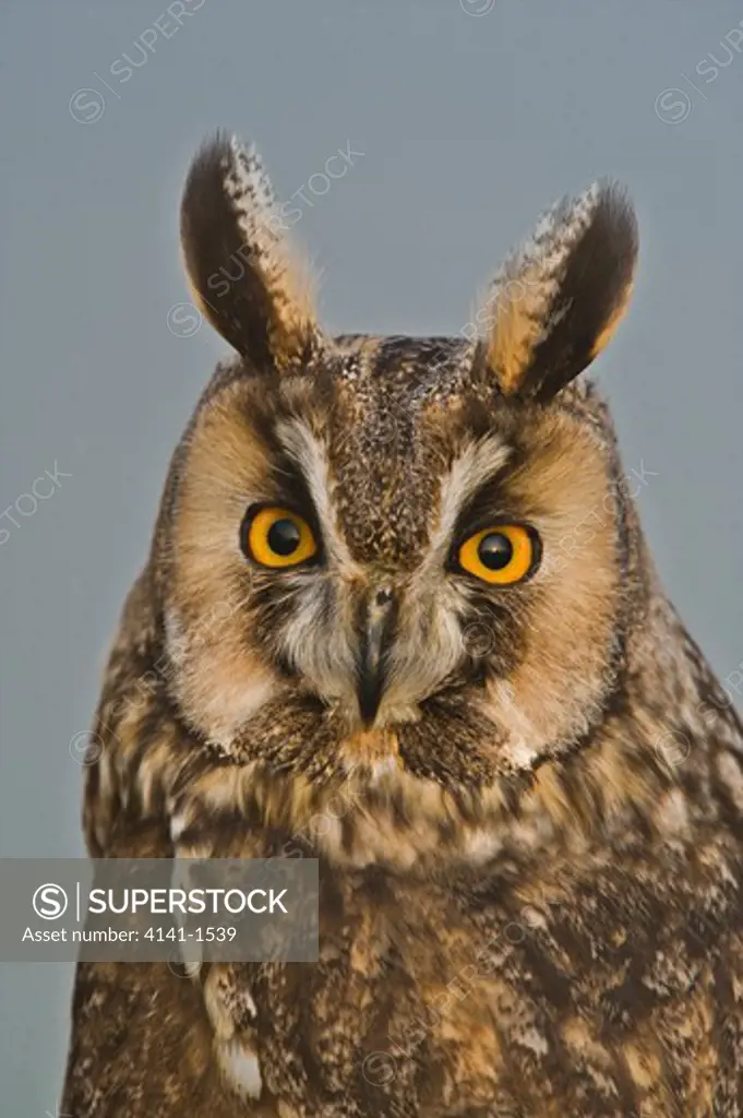 long eared owl (asio otus) on post, uk. captive