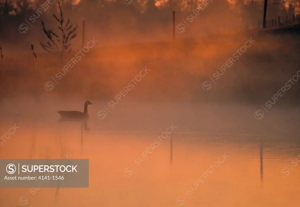 canada goose in mist at sunrise branta canadensis on flooded gravel pit grimley, severn valley, england