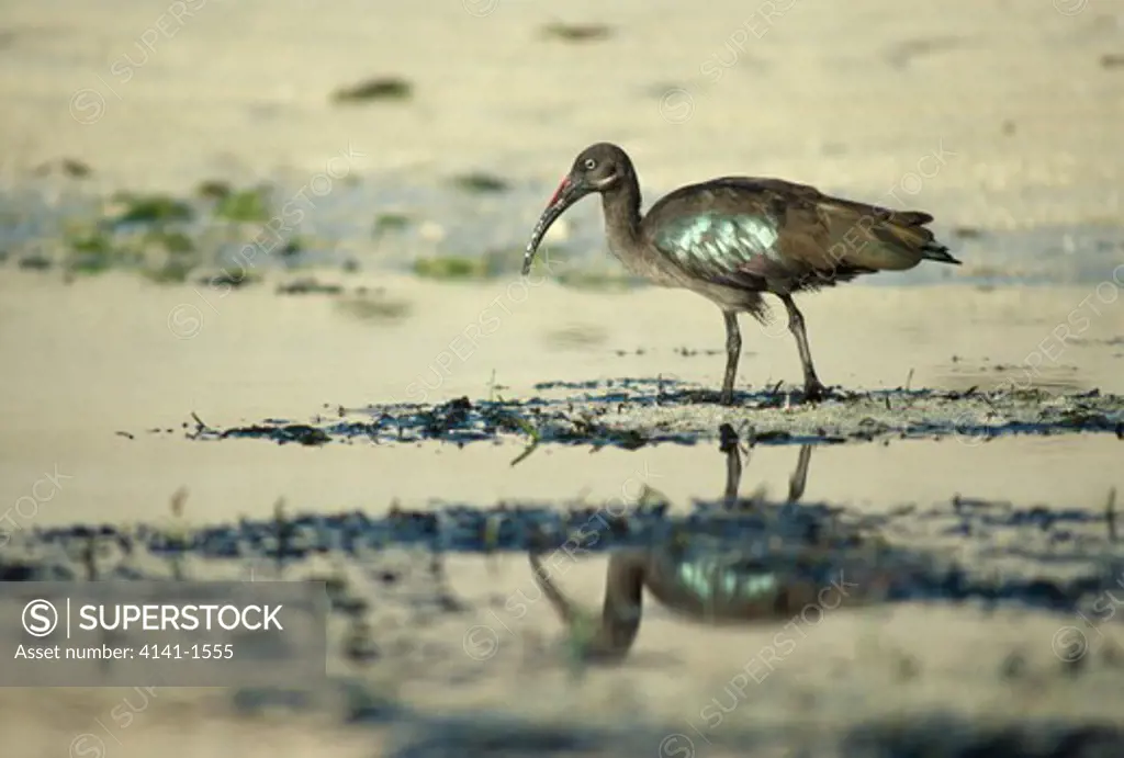 hadeda ibis bostrychia hagedash kenya coast 