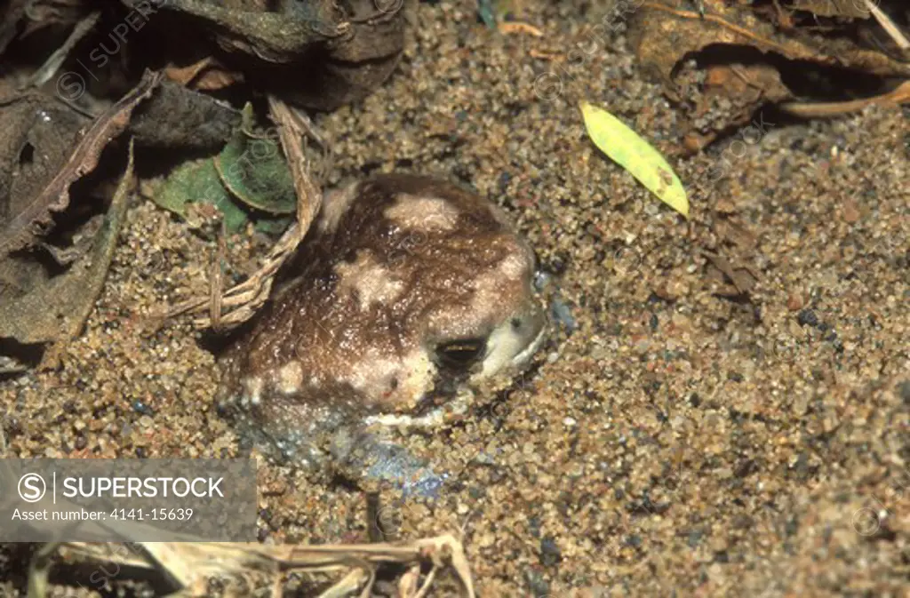bushveldt rainfrog breviceps adspersus banghoek, mkuze, kwazulu natal, s.africa. 