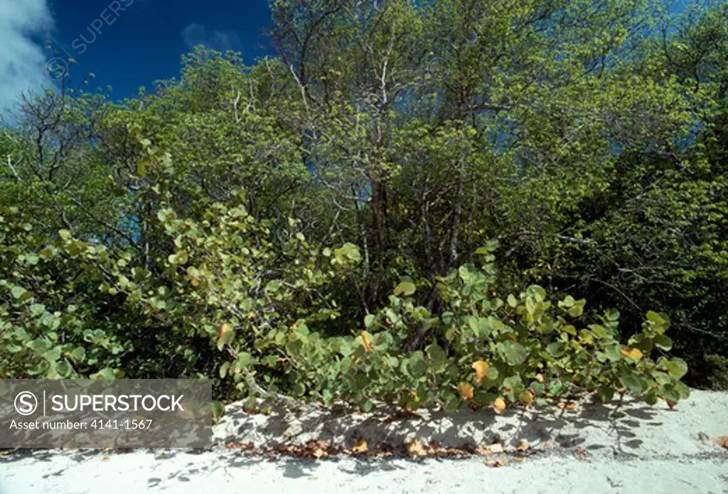sea grape (foreground) coccoloba uvifera with other beach-crest vegetation. cariacou, grenadines. caribbean sea. 