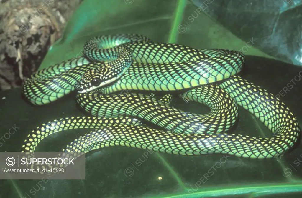 common paradise flying snake chrysopelea paradisi paradisi rakata island, krakatau island, indonesia. 